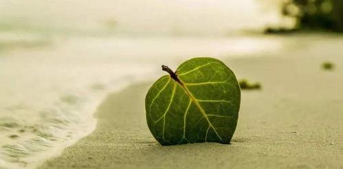 爆料小白树叶怎么做视频,轻松上手，打造吸睛短视频